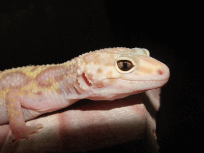 Эублефар пятнистый Mack Tremper Albino